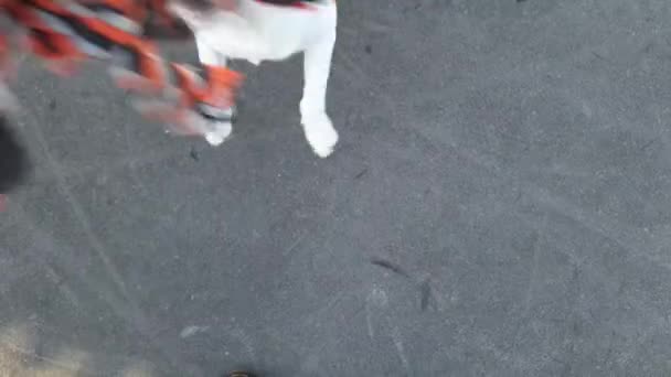 Der Hund Spielt Tauziehen Mit Dem Seil Verspielter Hund Mit — Stockvideo