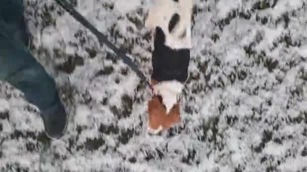 Pies Gończy Spacerujący Śnieżnej Trawie Zimie Pies Spacerze Swoim Panem — Wideo stockowe