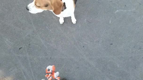 Beagle Dog Met Zijn Touw Speelgoed Beagle Dog Geeft Niet — Stockvideo