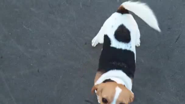Собака Грає Буксирі Мотузкою Грайливий Собака Іграшкою Потяг Війни Між — стокове відео