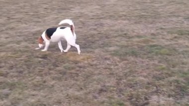 Köpek parkında yürüyen bir tazı. Köpek parkında evcil köpek. Av köpeği çimen kokuyor. Çimenleri eşeleyen tazı. Hayvanlarla oynama kavramı, hayvanları sevme ve köpek özgürlüğü..