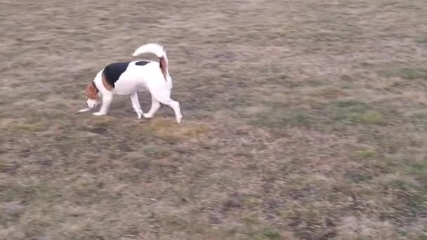 Hund Promenad Hundpark Hundvalp Hundpark Beagle Hund Luktar Gräs Hund — Stockvideo