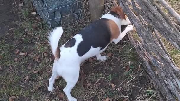 在公园里散步的狗 在狗公园里猎狗 小猎犬嗅着草坪 警犬试图爬过木栅栏 热爱动物和自由放狗的概念 — 图库视频影像