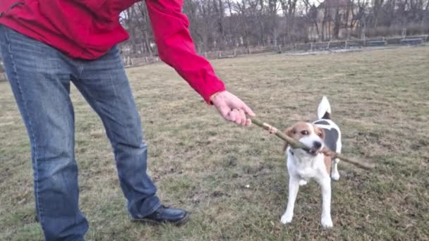 Hond Trekt Aan Stok Beagle Dog Spelen Met Eigenaar Hond — Stockvideo