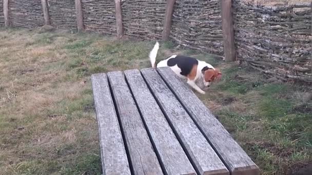 Hund Promenad Hundpark Hundvalp Hundpark Beagle Hund Luktar Gräs Hund — Stockvideo