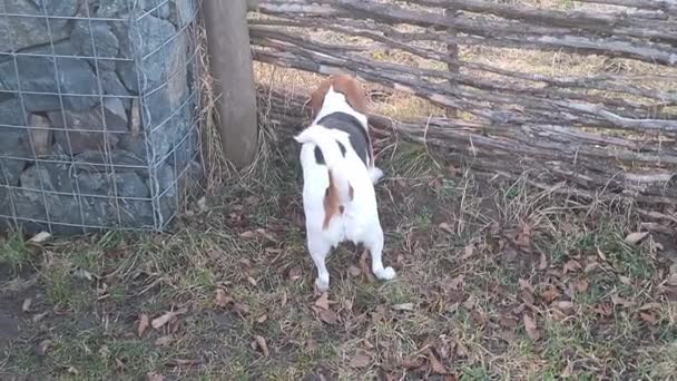 Perro Paseando Parque Perros Cazador Parque Perros Beagle Olfateando Hierba — Vídeos de Stock