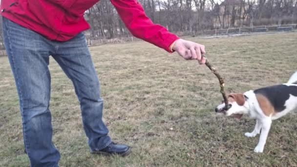 Cane Sta Tirando Bastone Giocare Beagle Con Maestro Portare Spasso — Video Stock