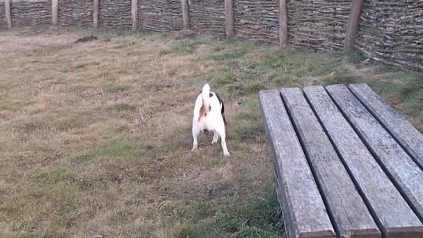 Hund Promenad Hundpark Hundvalp Hundpark Beagle Hund Sniffar Gräs Och — Stockvideo