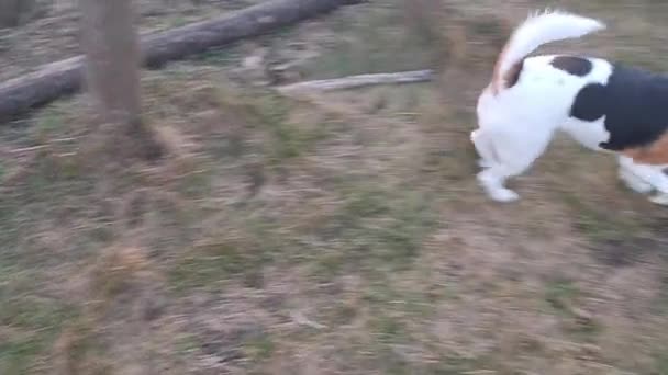 Hund Promenad Hundpark Hund Hundpark Beagle Sniffar Gräs Begreppet Att — Stockvideo