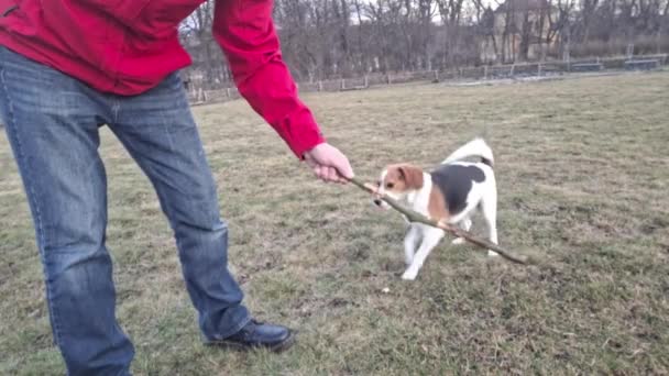 Ägaren Leker Med Beagle Hunden Drar Pinnen Leker Beagle Med — Stockvideo
