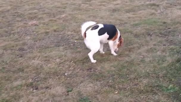 Собака Прогулянці Парку Собак Голуб Собачому Парку Бігль Нюхає Траву — стокове відео