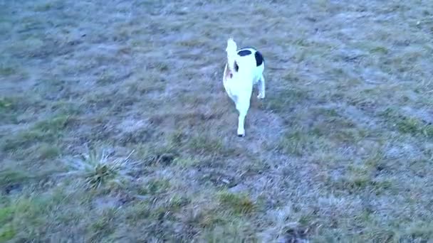 Собака Прогулке Собачьем Парке Пёс Собачьем Парке Бигл Нюхает Траву — стоковое видео