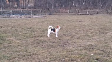 Köpek parkında yürüyen bir tazı. Köpek parkında evcil köpek. Çimen kokusu alan av köpeği. Köpek çimleri kazıyor. Hayvanlarla oynama kavramı, hayvanları sevme ve köpek özgürlüğü..