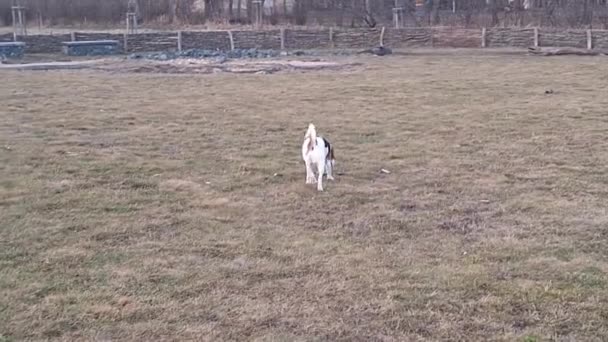 Cão Numa Caminhada Num Parque Cães Cão Estimação Parque Cães — Vídeo de Stock