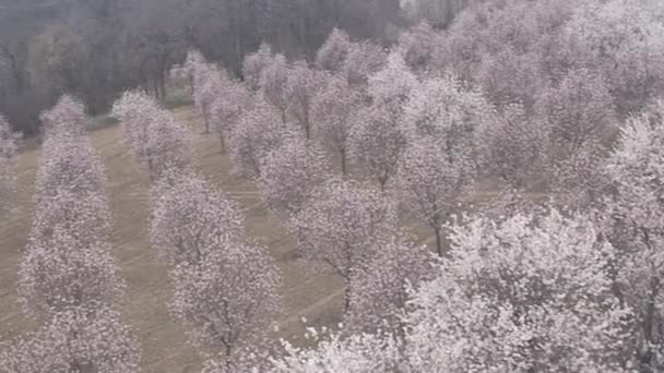 アーモンド オーケストラの空中展望 アーモンドの木を咲かせた空中撮影 — ストック動画