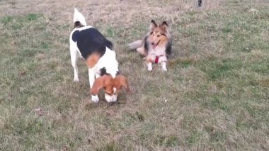 Beagle ve Sheltie dışarıda oynuyorlar. Beagle köpeği ve Shetland çoban köpeği birlikte oynuyorlar. Çimlerin üzerinde debelenen av köpeği. İki köpek birlikte oyun oynuyor..