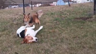 Beagle ve Sheltie dışarıda oynuyorlar. Beagle köpek ve Shetland çoban köpeği birlikte oynuyorlar. Çimlerin üzerinde yuvarlanan av köpeği. İki köpek birlikte oyun oynuyor..