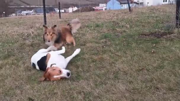 Beagle和Sheltie在外面玩小猎犬和设得兰牧羊犬一起玩耍 小猎犬在草地上打滚 两只狗一起玩游戏 — 图库视频影像