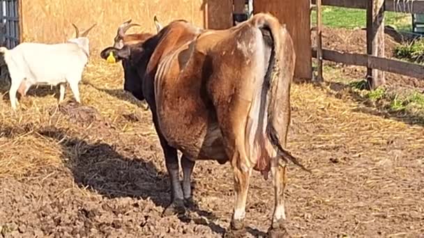 農場にいる牛 ファームコーラルの様子 牛とヤギは農場のペンにいる 畜産の概念について — ストック動画