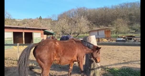 茶色の馬が田舎の農場の角にある木柱に対してこすります 馬の繁殖 農業という概念 農場の風景と生活について — ストック動画
