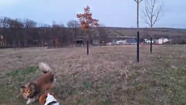 Owczarek Szetlandzki Pies Beagle Bawią Się Zewnątrz Dwa Psy Bawią — Wideo stockowe