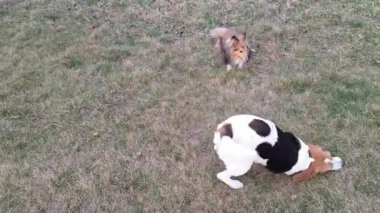 Shetland Çoban Köpeği ve Beagle Köpeği dışarıda oynuyorlar. İki köpek birlikte oynuyor. Bir av köpeği çimenlerde yuvarlanıyor. Sheltie köpek ve av köpeği oyunu. İki köpek oyununun neşesi.