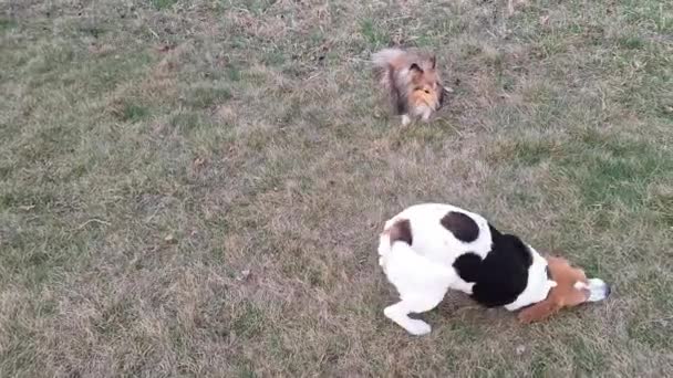 シェトランド シープドッグとビーグル ドッグは外で遊んでいる 2匹の犬が一緒に遊んでいる 草の上にビーグルが転がっている シェルティ犬とビーグルのゲーム 2匹の犬のゲームの喜び — ストック動画