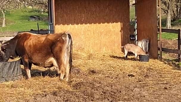 Animali Della Fattoria Veduta Cavallo Mucca Capra Mangiare Fieno Recinto — Video Stock