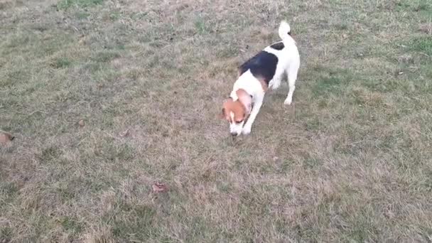 设得兰牧羊犬和比格尔犬在外面玩耍 两只狗一起玩 一只小猎犬在草地上打滚 谢蒂狗和小猎犬的游戏两只狗游戏的乐趣 — 图库视频影像