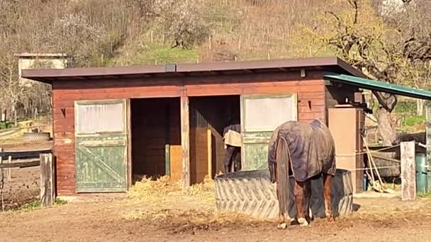 一匹马正在马厩边吃干草 看到一匹马在畜栏喂草 养马和农业的概念 农村地区 — 图库视频影像