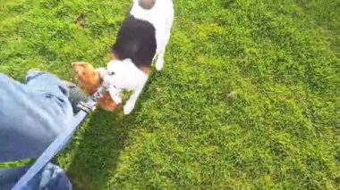 Yürürken av köpeği. Köpek ve efendisi yürüyüşe çıktılar. Yeşil çimlerin üzerinde tasmalı av köpeği. Hayvanlara duyulan sevgi kavramı.