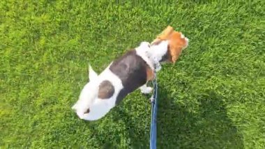 Yürürken av köpeği. Köpek ve efendisi yürüyüşe çıktılar. Yeşil çimlerin üzerinde tasmalı av köpeği. Hayvanlara duyulan sevgi kavramı.