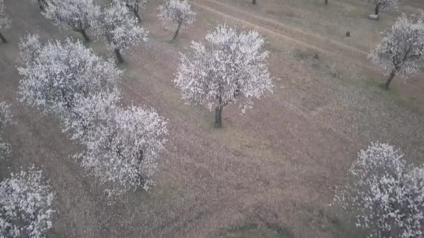 Zdjęcie Lotnicze Sadu Migdałowego Widok Lotu Ptaka Kwitnących Drzew Migdałowych — Wideo stockowe