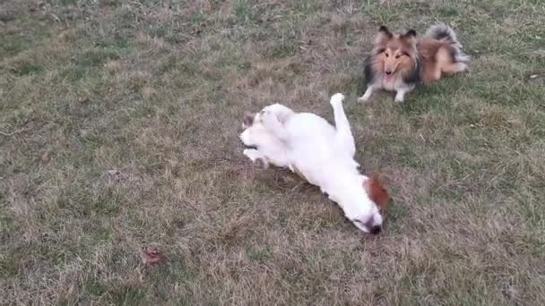 Shetland Sheepdog Beagle Perro Están Fuera Jugando Dos Perros Juegan — Vídeos de Stock