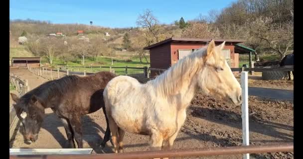 農場の家畜について 中央にある馬の姿と トラフから水を飲む馬の姿 馬の繁殖 農業について 農場の風景と生活について — ストック動画