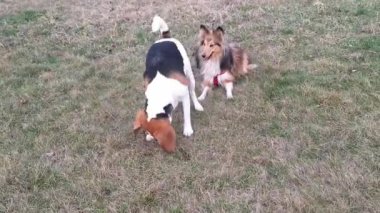 Beagle ve Sheltie dışarıda. İki köpek birbiriyle oyun oynuyor. Beagle köpeği ve Shetland çoban köpeği birlikte oynuyorlar. Çimlerin üzerinde debelenen av köpeği. İki köpek birlikte oyun oynuyor..