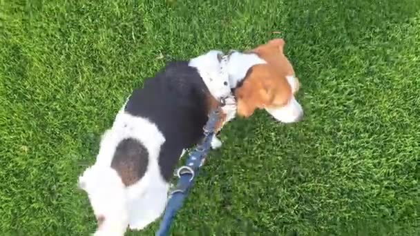 Beagle Dog Promenad Hund Koppel Grön Vårgräsmatta Begreppet Djur Tema — Stockvideo