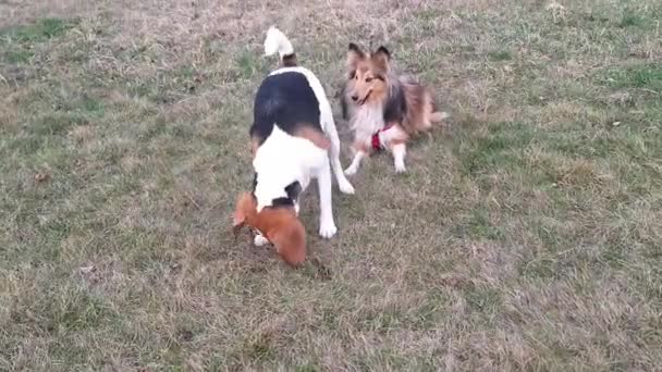Бигл Шелти Снаружи Две Собаки Играют Игру Друг Другом Бигл — стоковое видео