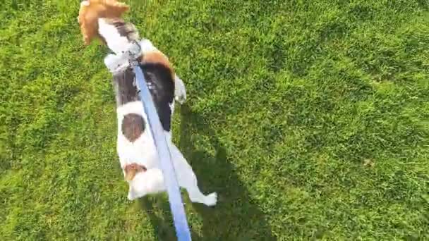 Perro Beagle Durante Paseo Dog Amo Paseo Beagle Perro Con — Vídeos de Stock