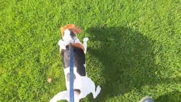 Бигл Дог Время Прогулки Собака Хозяином Гуляют Пёс Поводке Зеленой — стоковое видео