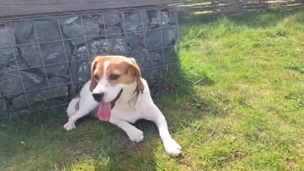 Pies Gończy Spoczywający Wiosennej Trawie Parku Dla Psów Pies Poza — Wideo stockowe