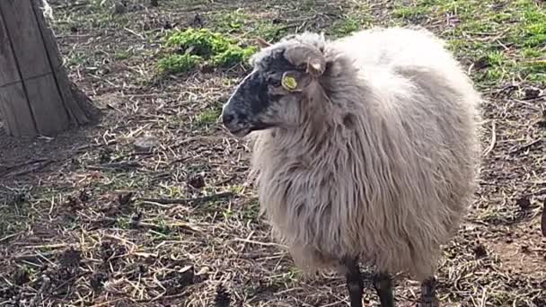 Walachische Schafe Stall Rasse Stammt Aus Der Walachei Tschechien — Stockvideo
