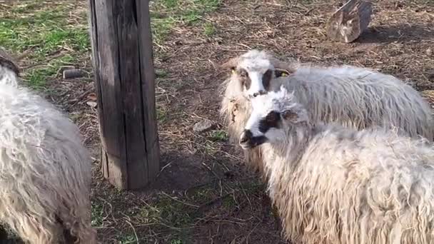 Ağıldaki Bir Grup Eflak Koyunu Breed Çek Cumhuriyeti Nin Eflak — Stok video