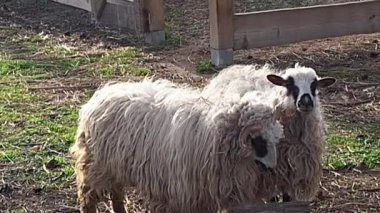 Ağıldaki bir grup Eflak koyunu. Breed, Çek Cumhuriyeti 'nin Eflak şehrinden geliyor. Koyun ya da evcil koyun - Ovis arsaları genellikle çiftlik hayvanı olarak tutulan evcil, geviş getiren memelilerdir. Bir koyun.