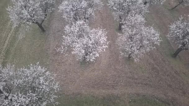 Blick Auf Den Mandelgarten Eine Vogelperspektive Auf Blühende Mandelbäume Einem — Stockvideo