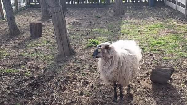 Domba Wallachia Dalam Pena Berkembang Biak Dari Wallachia Republik Ceko — Stok Video