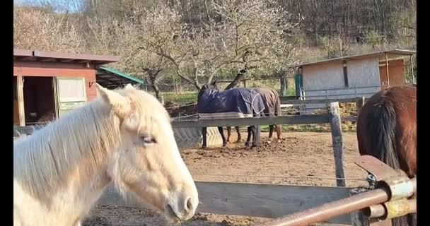 Bestiame Della Fattoria Vista Cavallo Che Beve Una Mangiatoia Recinto — Video Stock