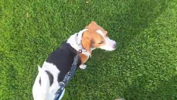Beagle Dog Promenad Grön Gräsmatta Våren Liten Hund Promenad Med — Stockvideo