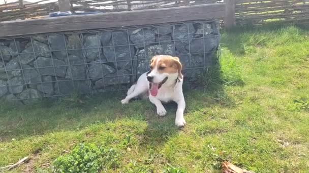 Beagle Pojke Vilar Våren Gräsmattan Hundparken Hund Hundar Utanför Koppel — Stockvideo