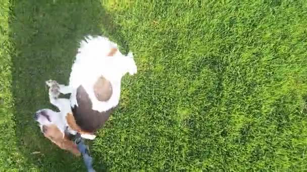 小猎犬在绿色的草坪上散步 小狗和他的主人散步 狗嗅着春天的绿草 训练狗服从命令和用皮带走路的概念 对动物的爱 — 图库视频影像